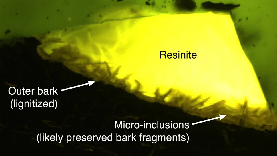 南极洲有史以来第一块琥珀化石揭示了9000万年前覆盖南极的恐龙时代雨林