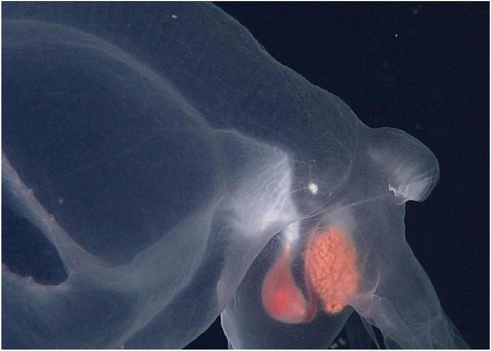 加州研究人员发现神秘的凝胶状新海蛞蝓