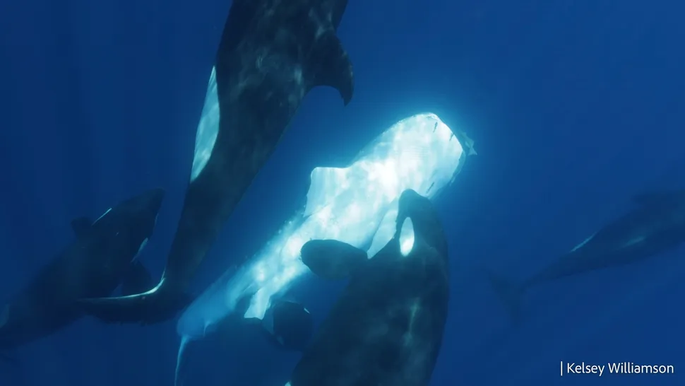 逆戟鲸团伙制定了残酷的狩猎策略,以对抗世界上最大的鲨鱼——鲸鲨