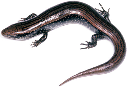 �о���Ա�ڼ��ձȺ������Ϸ�����35���µ���������