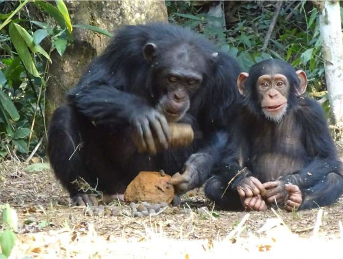 研究表明,有些黑猩猩比其他黑猩猩更擅长敲碎坚果