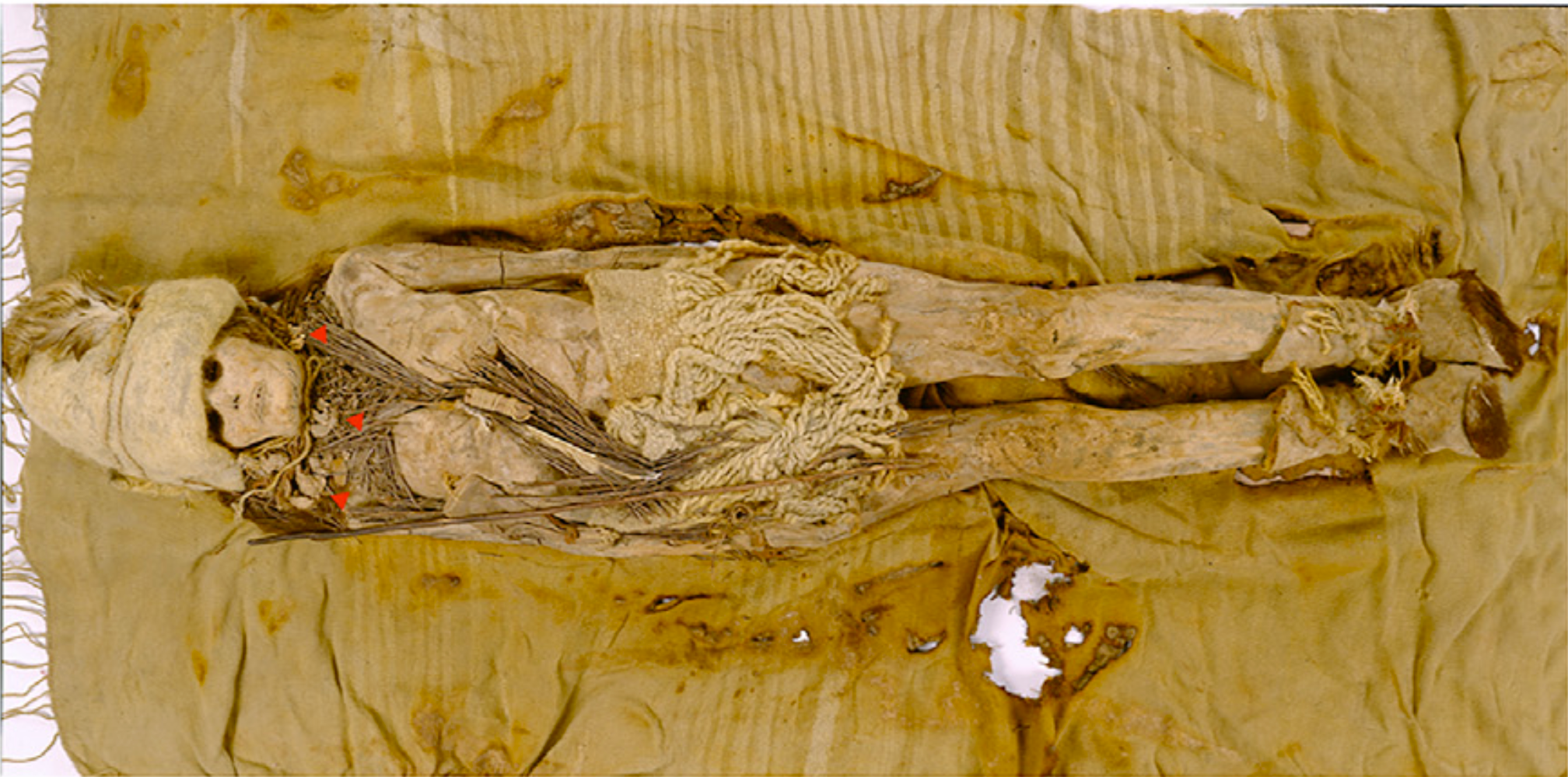 《大众科学》:2024年10项引人入胜的考古发现