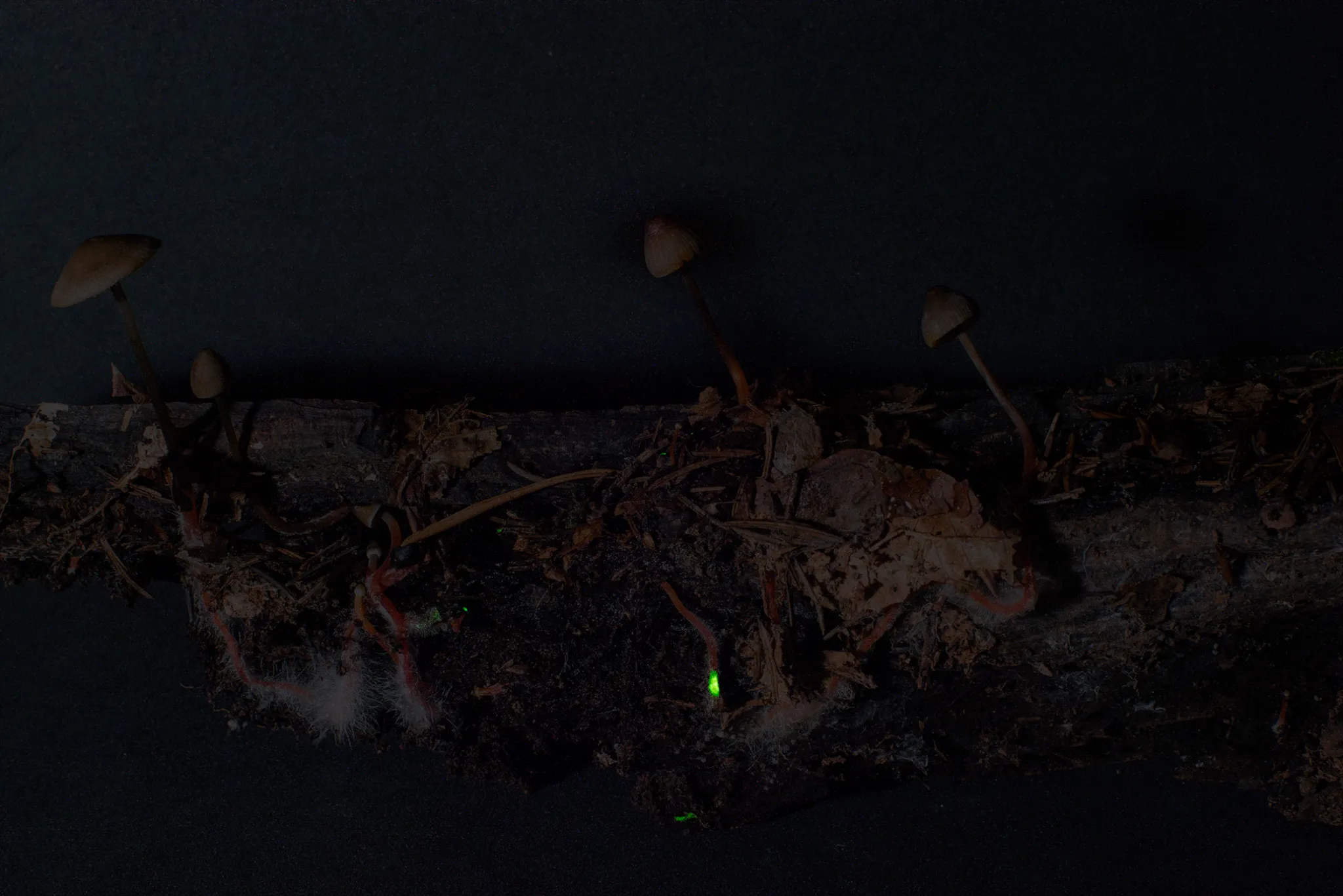 艺术家在瑞士森林中发现了一种绿色发光的蘑菇