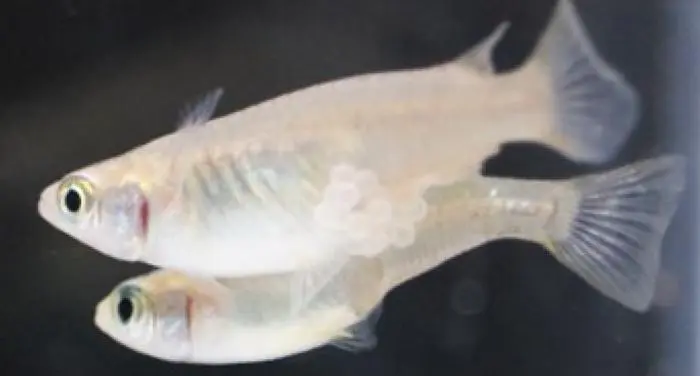 这些鱼类每天可以交配19次