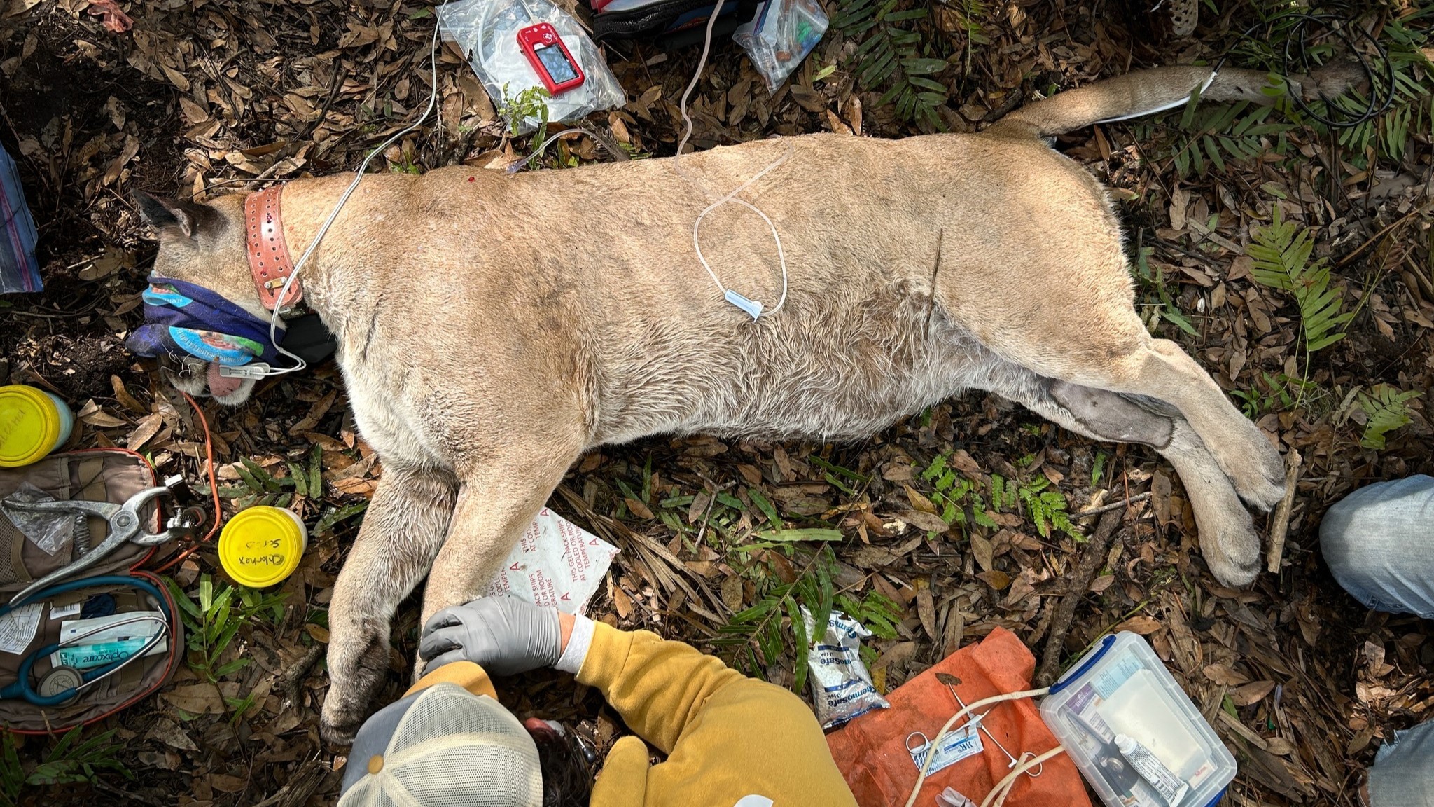 野生动物官员捕获的巨型佛罗里达豹是有记录以来最重的