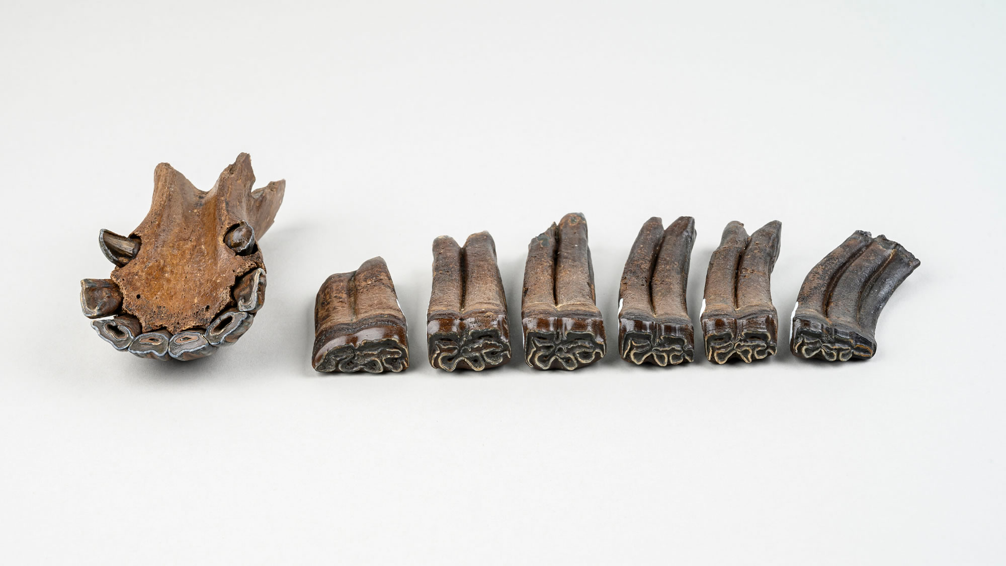 50万年前,一群动物掉进了佛罗里达州的一个水坑