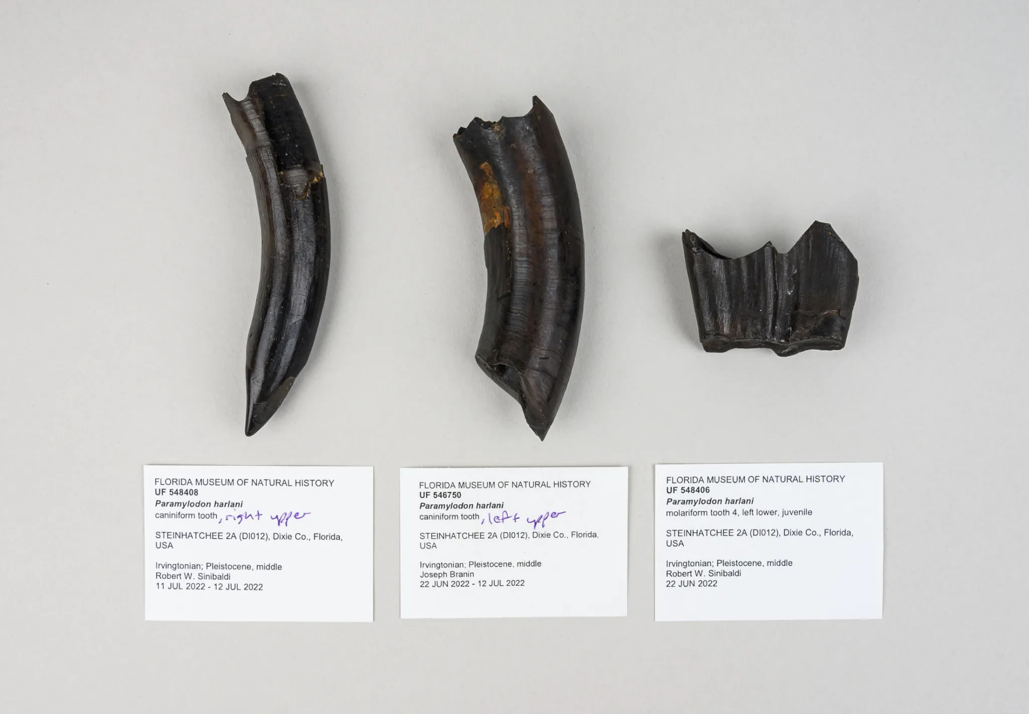 50万年前,一群动物掉进了佛罗里达州的一个水坑