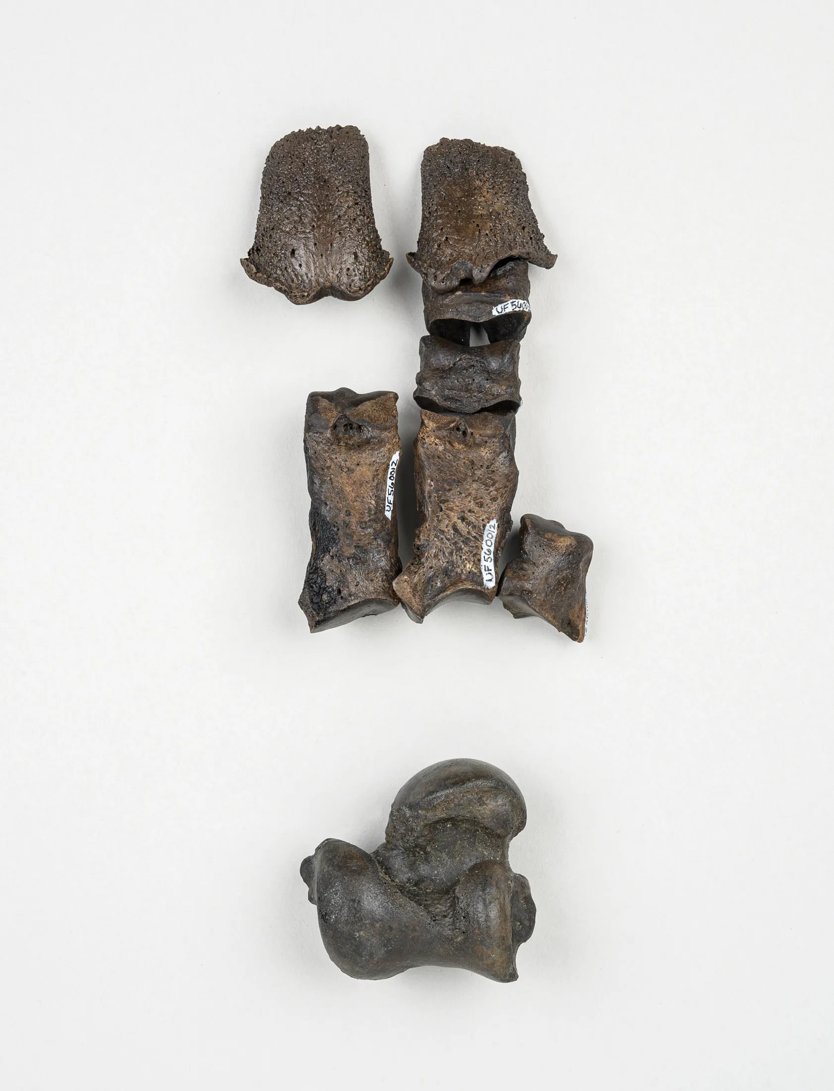 50万年前,一群动物掉进了佛罗里达州的一个水坑