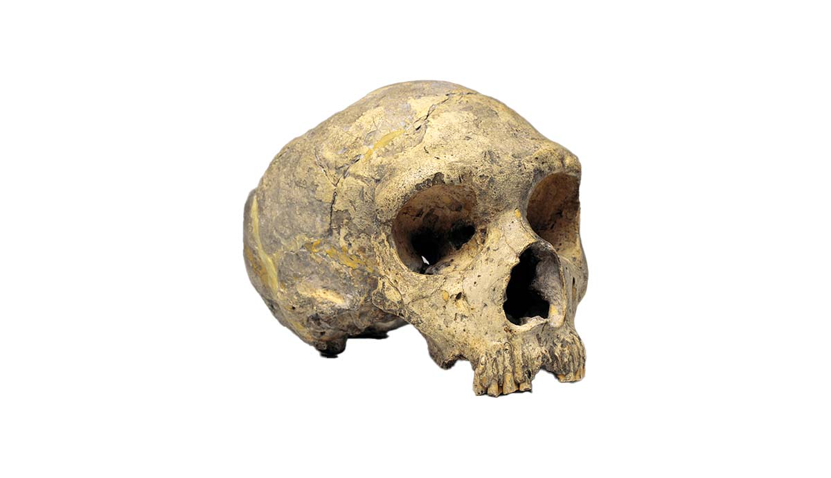 现代人类智人是何时以及如何从非洲传播到世界各地的?