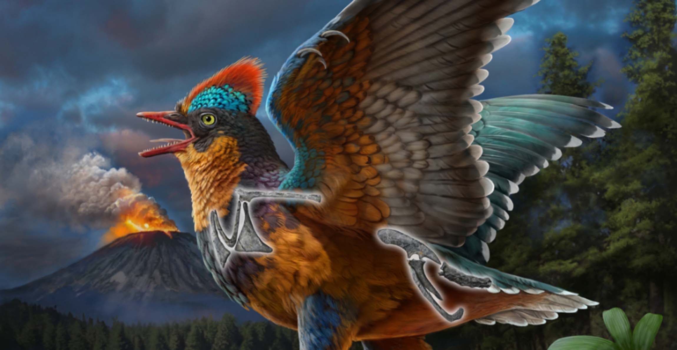 中国出土的化石Baminornis zhenghensis揭示了新的早期鸟类物种