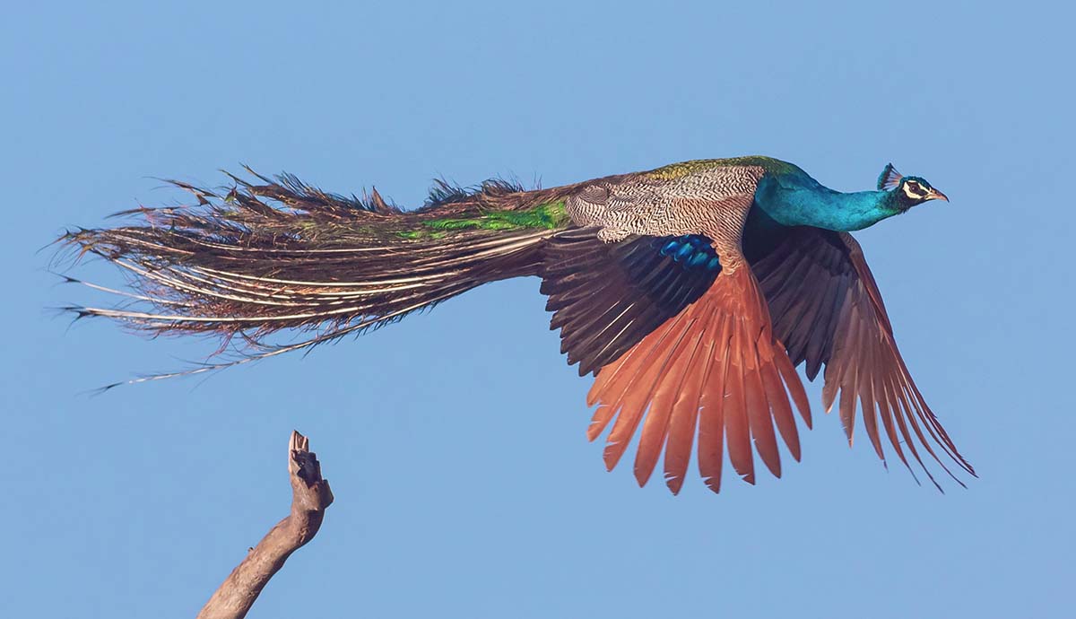 中国出土的化石Baminornis zhenghensis揭示了新的早期鸟类物种