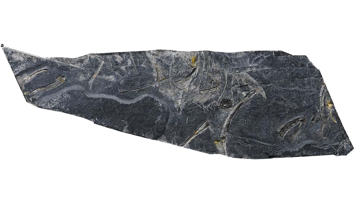 中国出土的化石Baminornis zhenghensis揭示了新的早期鸟类物种