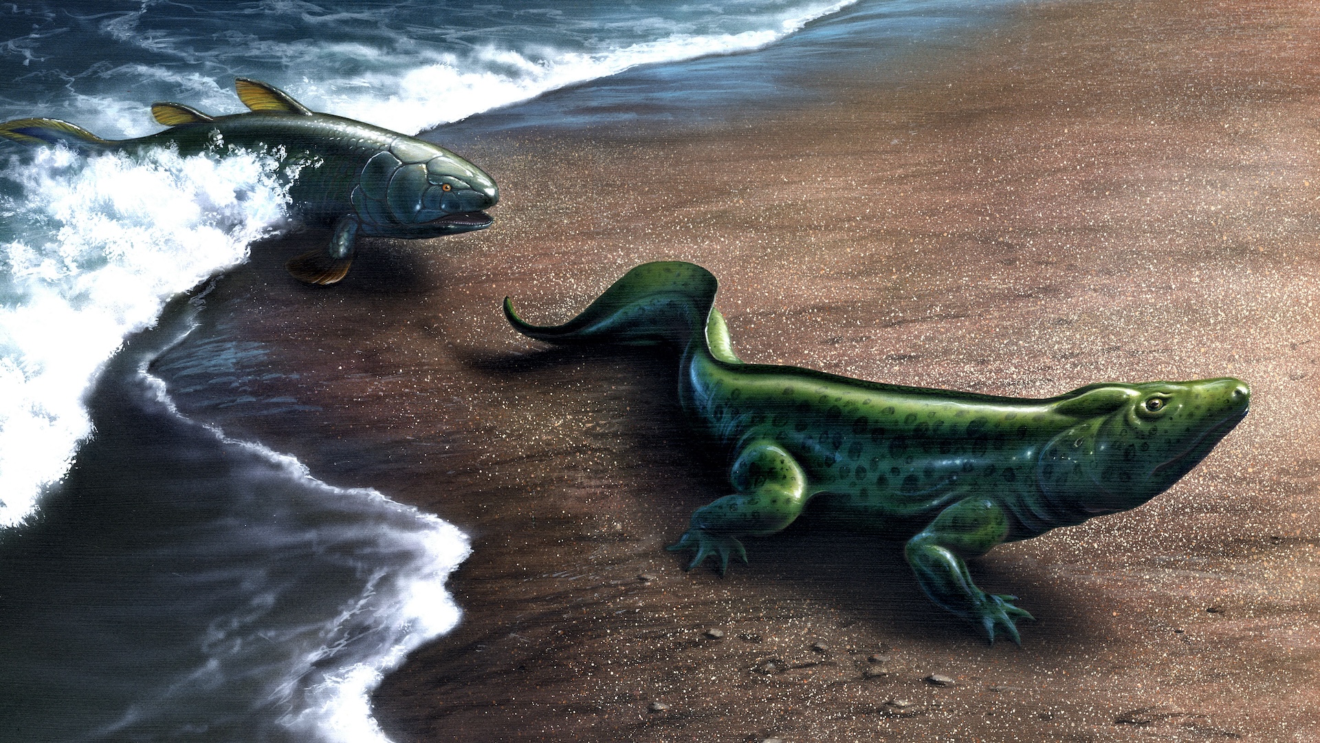 新的研究认为,进化本身可以进化