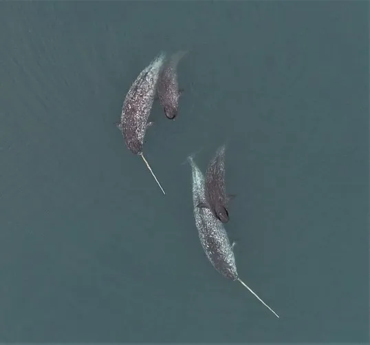 发现独角鲸用獠牙进行非交配乐趣