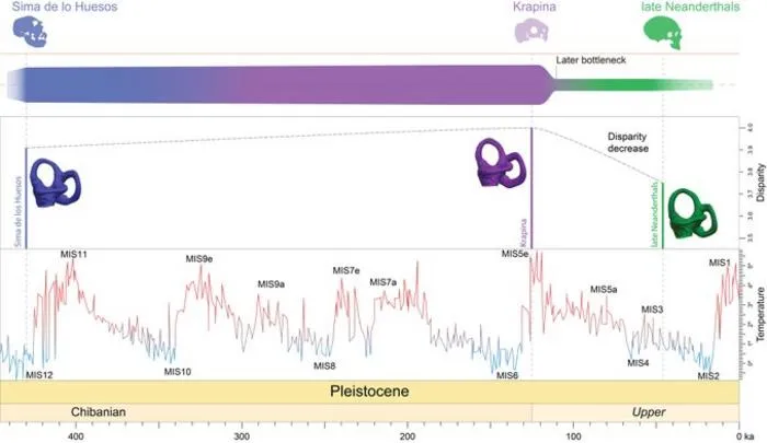 大约11万年前尼安德特人的“人口瓶颈”可能导致了他们的灭绝