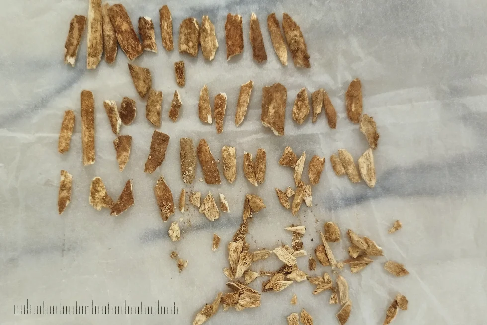 科学家在葡萄牙发现了一个既像人类又像尼安德特人的古代儿童遗骸