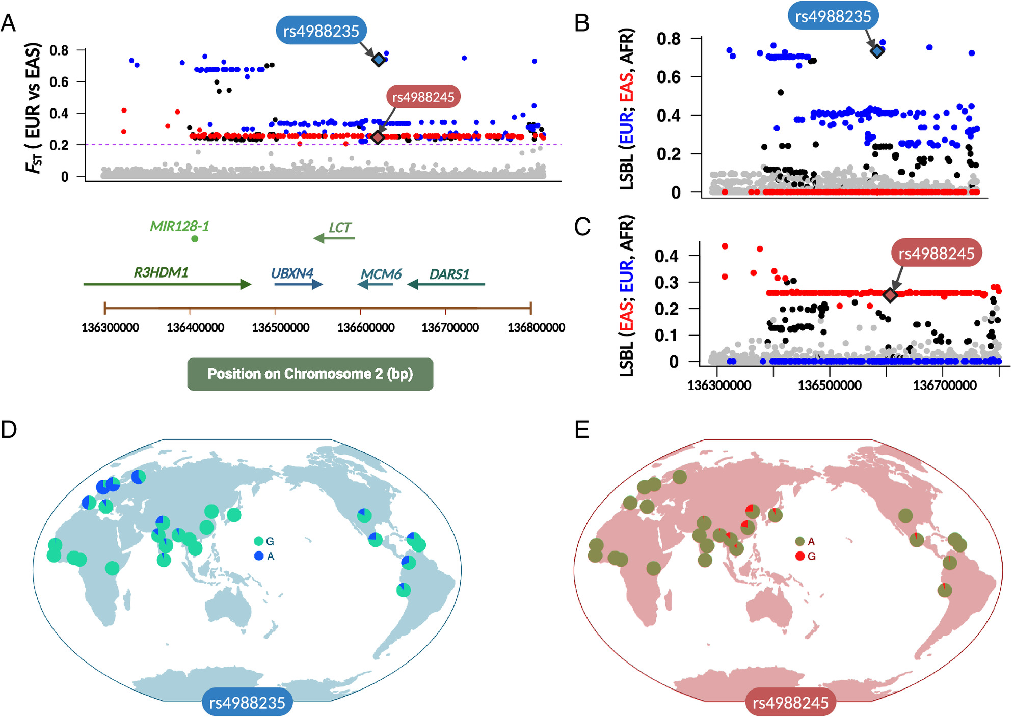 允许成年人消化牛奶中糖分的东亚人类基因可能来自尼安德特人