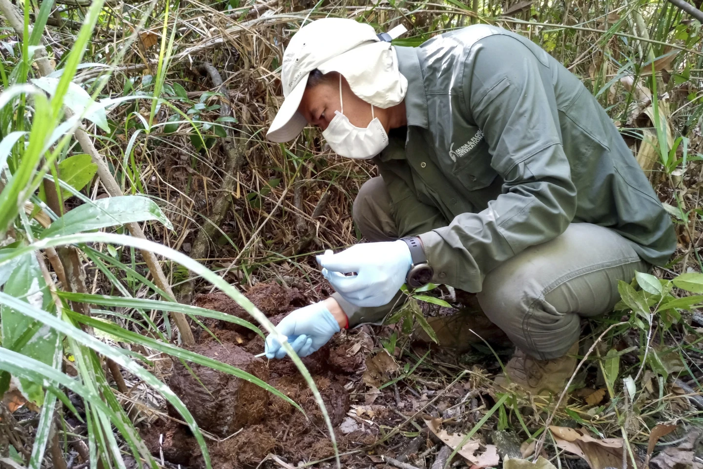 研究表明,柬埔寨濒危亚洲象的数量比以前想象的要多
