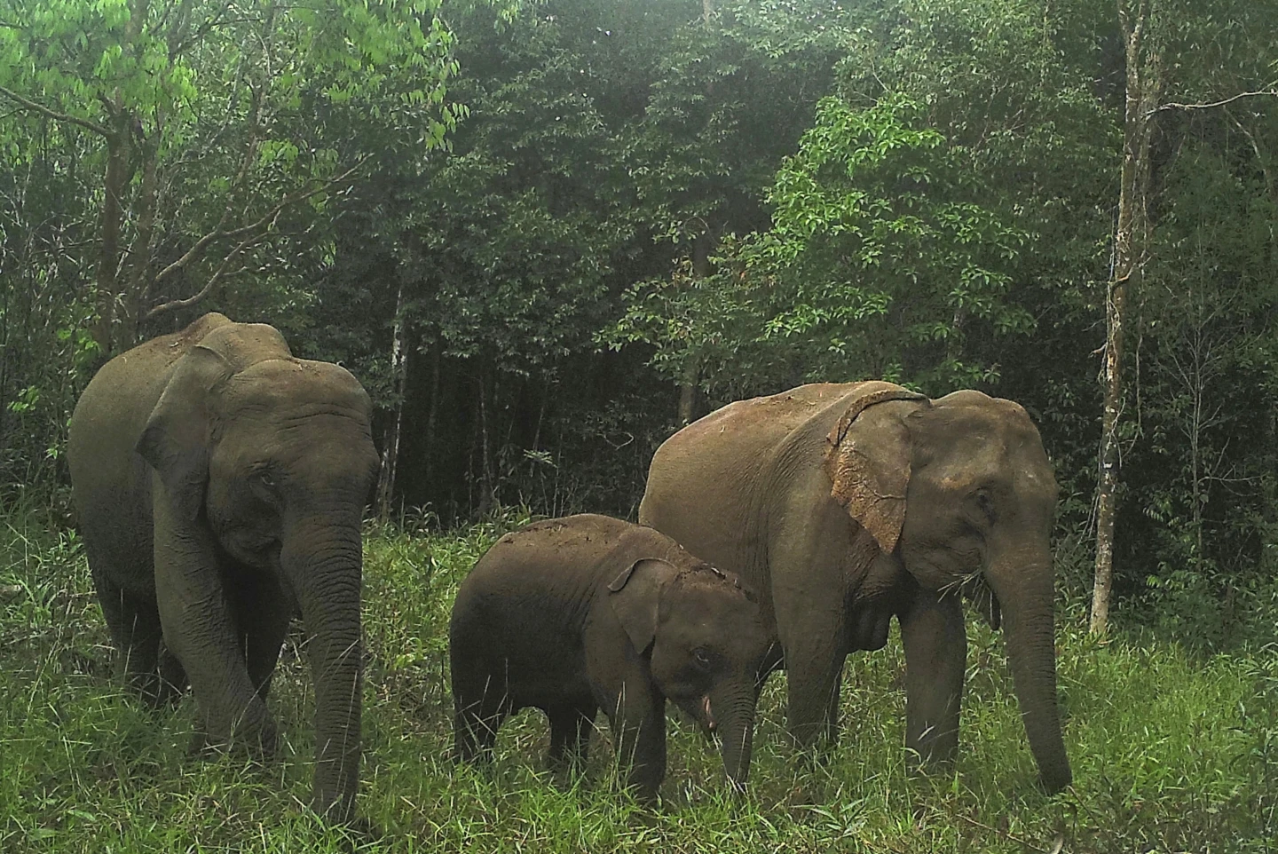 研究表明,柬埔寨濒危亚洲象的数量比以前想象的要多