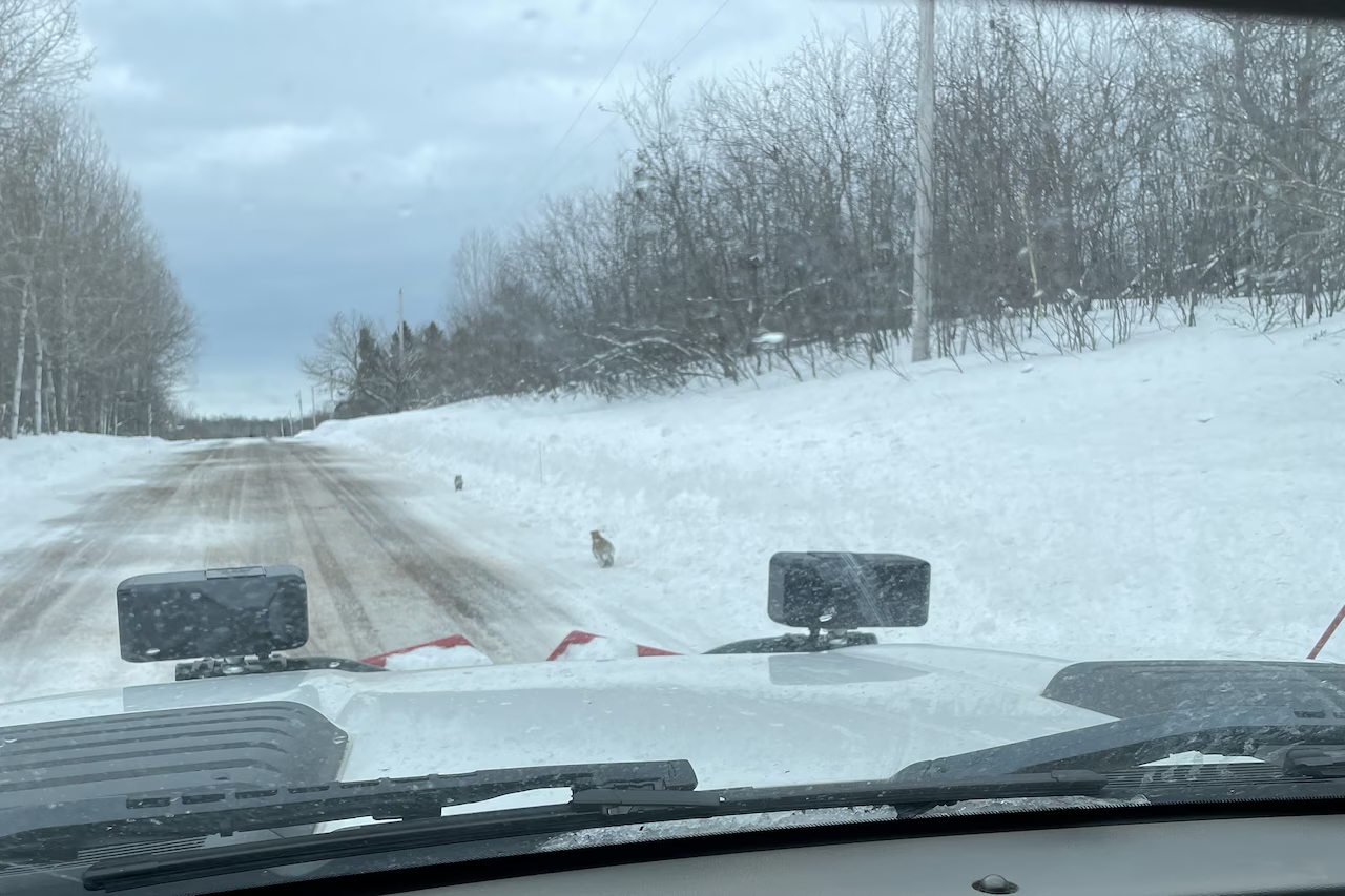 ������Ъ����һ�������������״η�������ʨ����