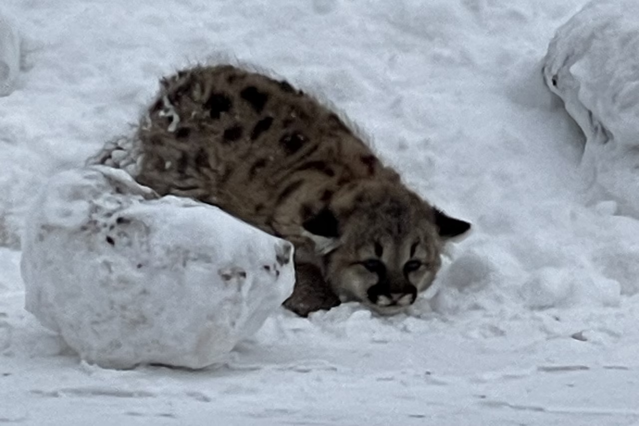 ������Ъ����һ�������������״η�������ʨ����