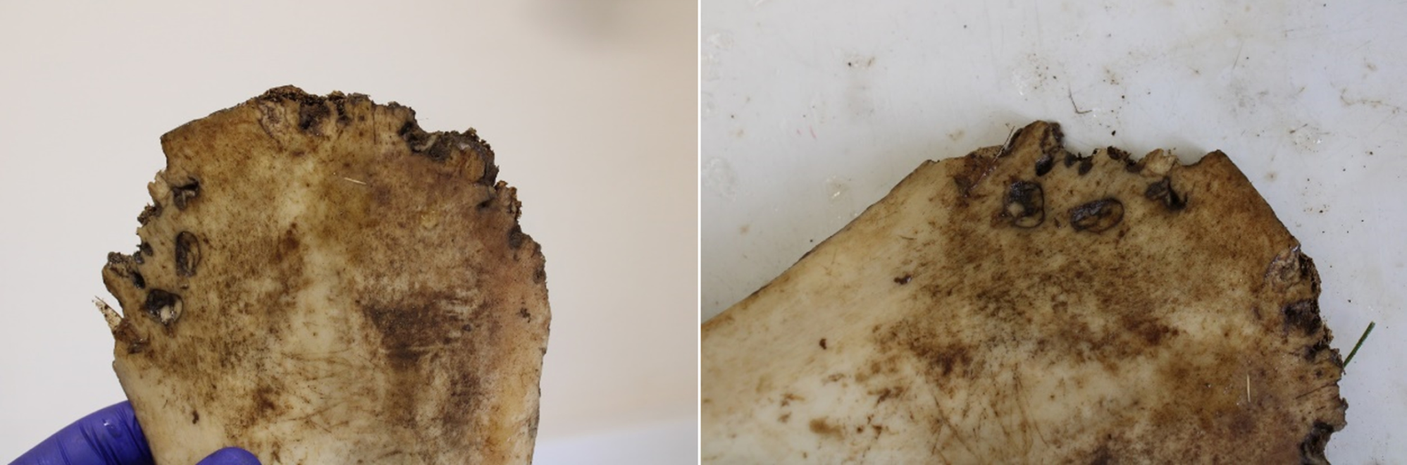 ǶʿĹͷ֤ʵŷ޵ʨӵս