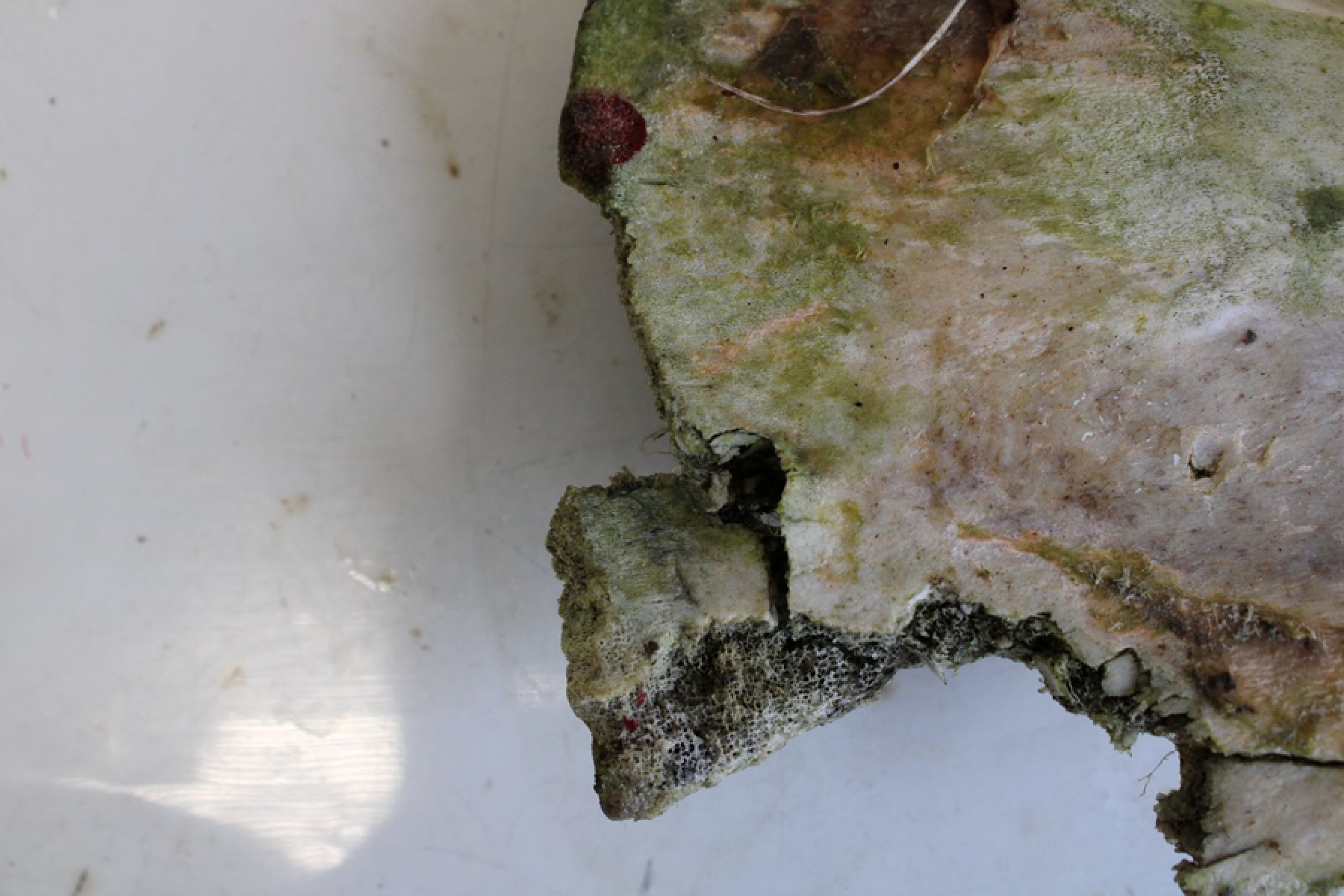 ǶʿĹͷ֤ʵŷ޵ʨӵս