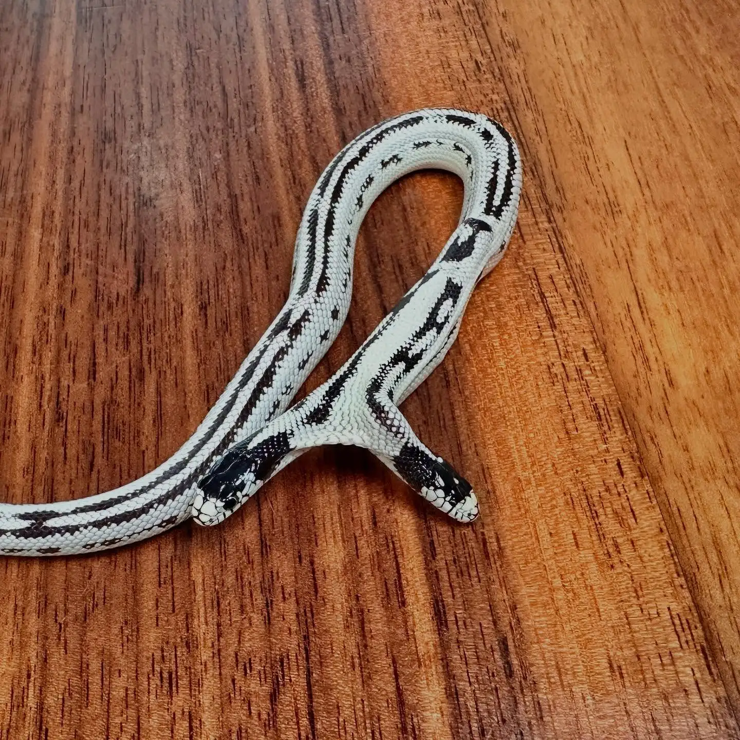 罕见的双头蛇令人惊讶地茁壮成长