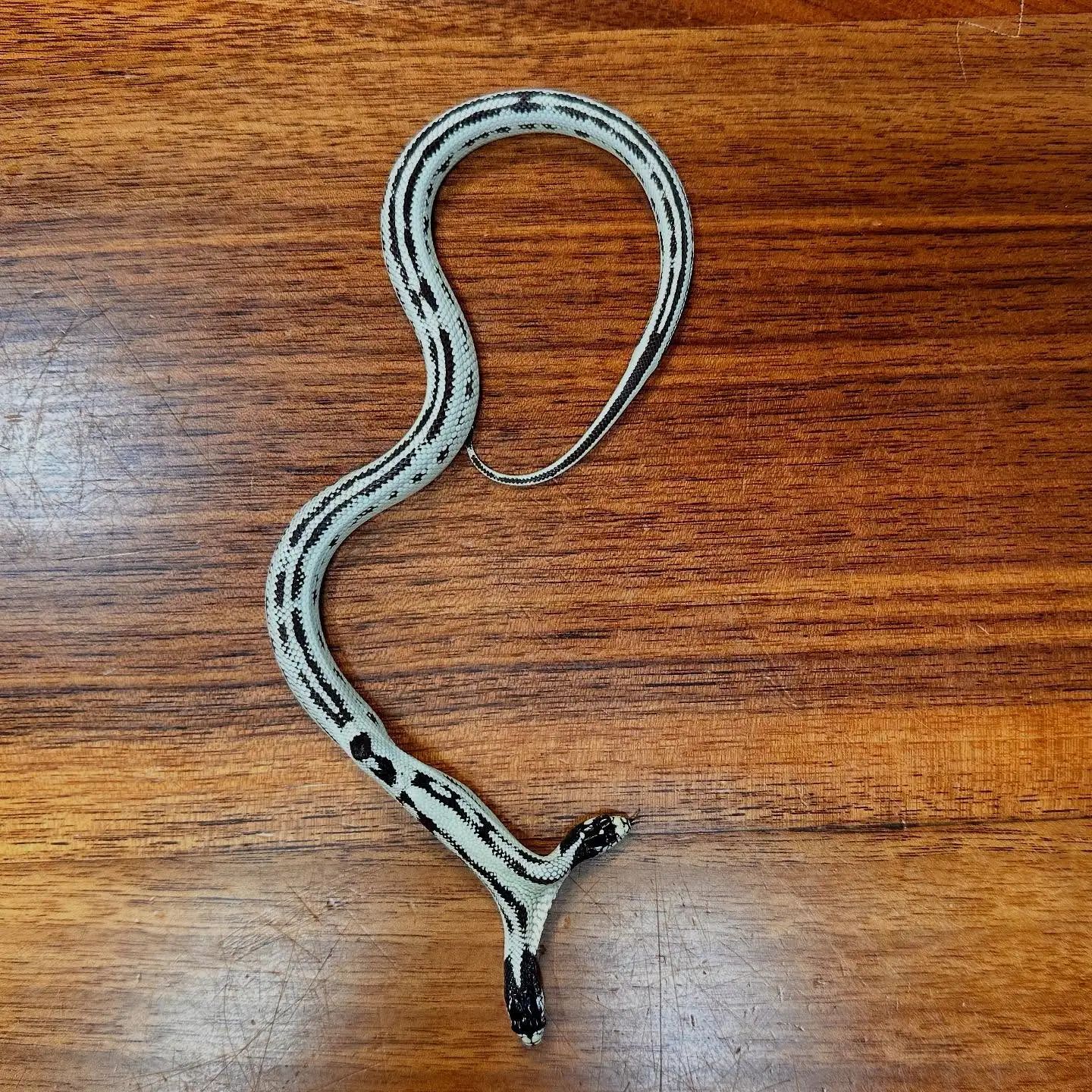 罕见的双头蛇令人惊讶地茁壮成长