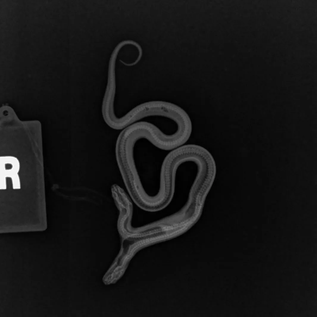 罕见的双头蛇令人惊讶地茁壮成长