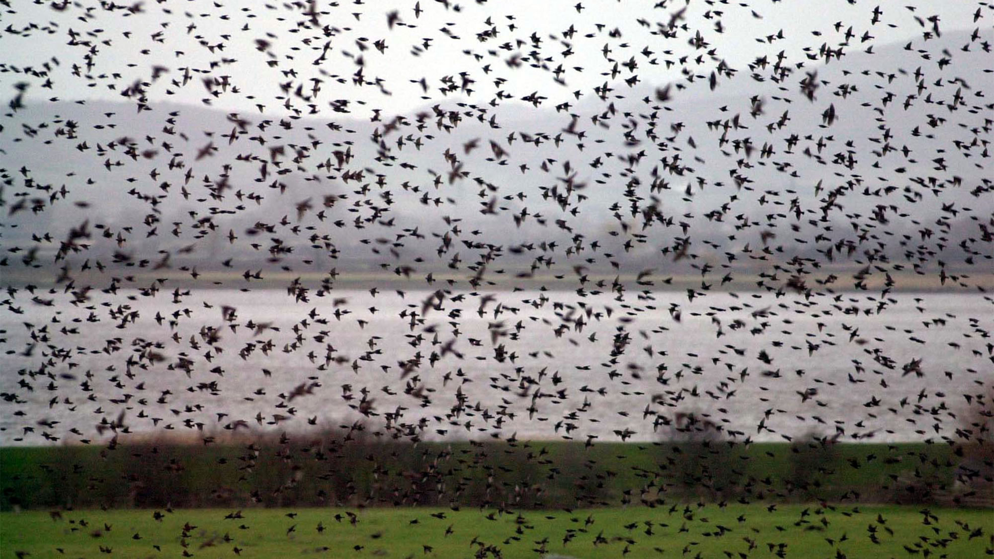 气象雷达捕捉到100多万只候鸟