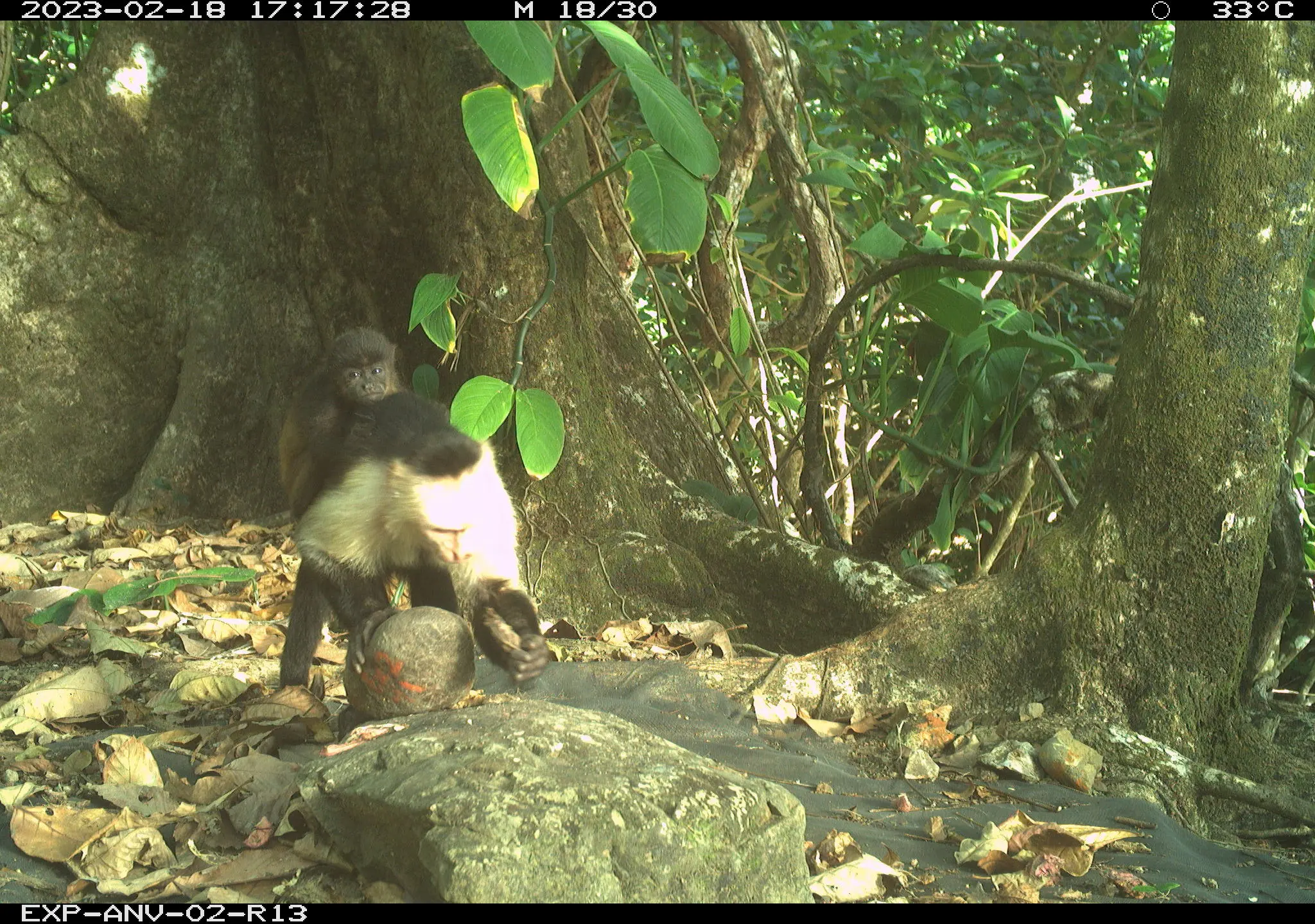 卷尾猴绑架幼吼猴震惊科学家