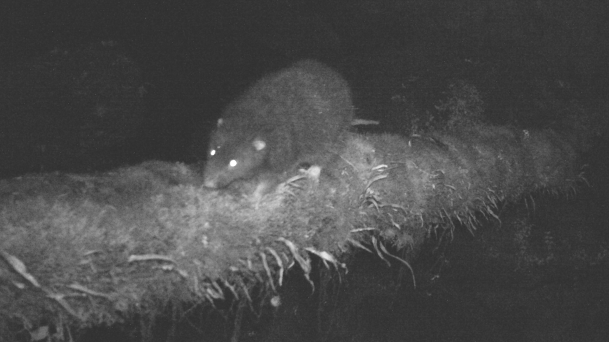 首次拍摄到难以捉摸的毛鼠