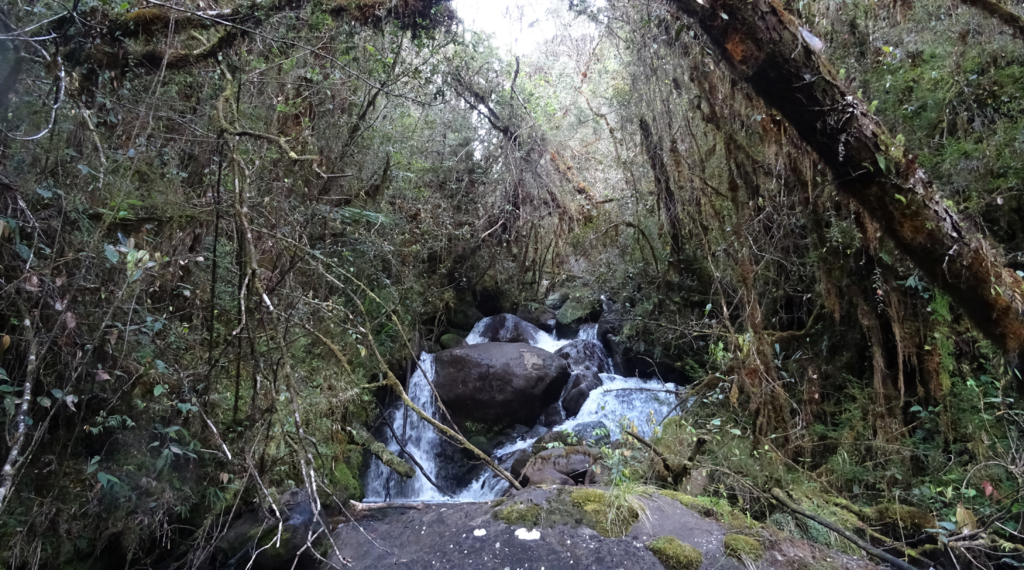 首次拍摄到难以捉摸的毛鼠