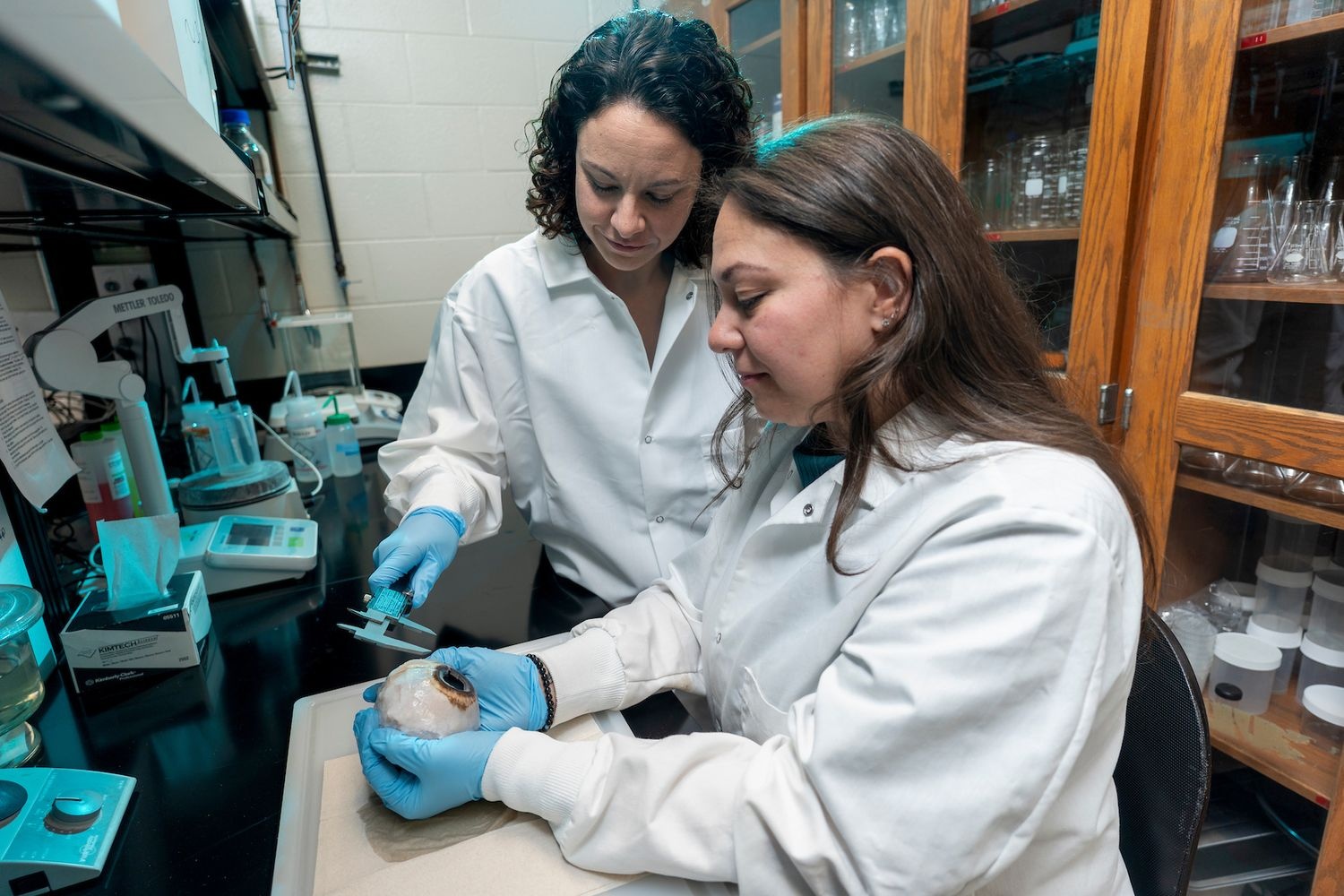 研究发现,座头鲸的视力比以前认为的要弱