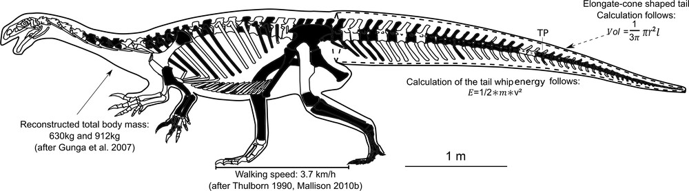 古生物学家发现,板龙的尾巴可能是一种强大的防御武器