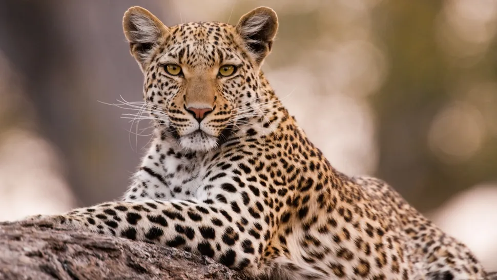 豹子和美洲豹有什么区别?