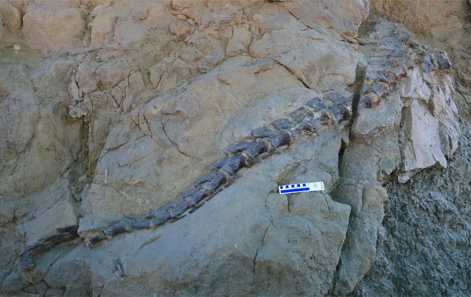 ������õĿ���ͷ�������µ����������