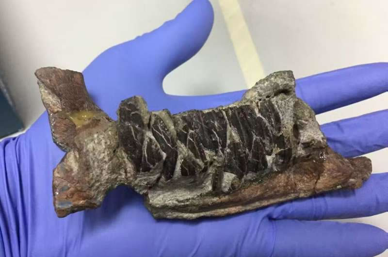 恐龙化石能教会我们哪些关于癌症的知识