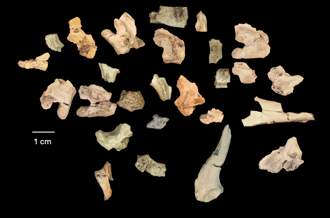 һֻܴСʷǰĹͷȻʷݹ20