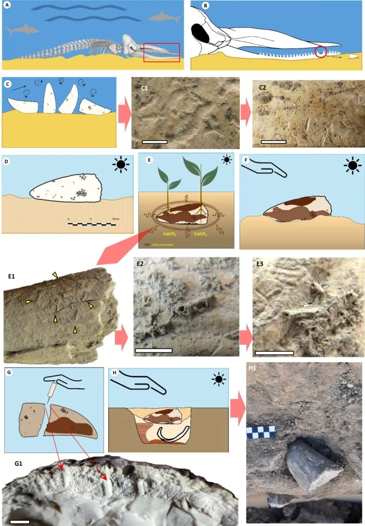 ͭʱַĺĨ㾨ݽʾ˹Ŵ뺣ϵ