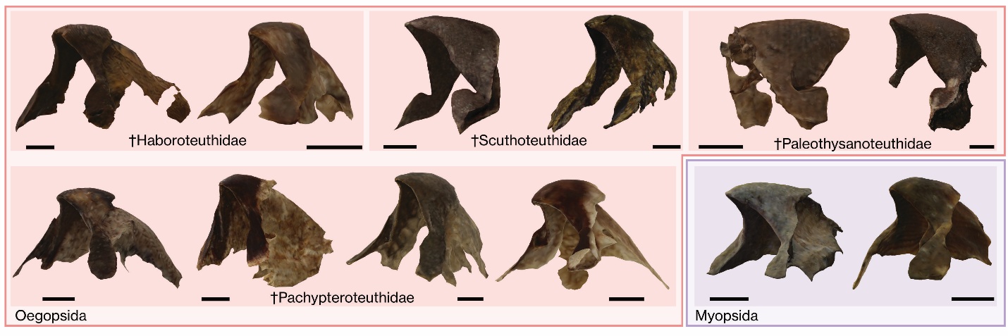 化石发现揭示,1亿年前古代鱿鱼主宰了海洋