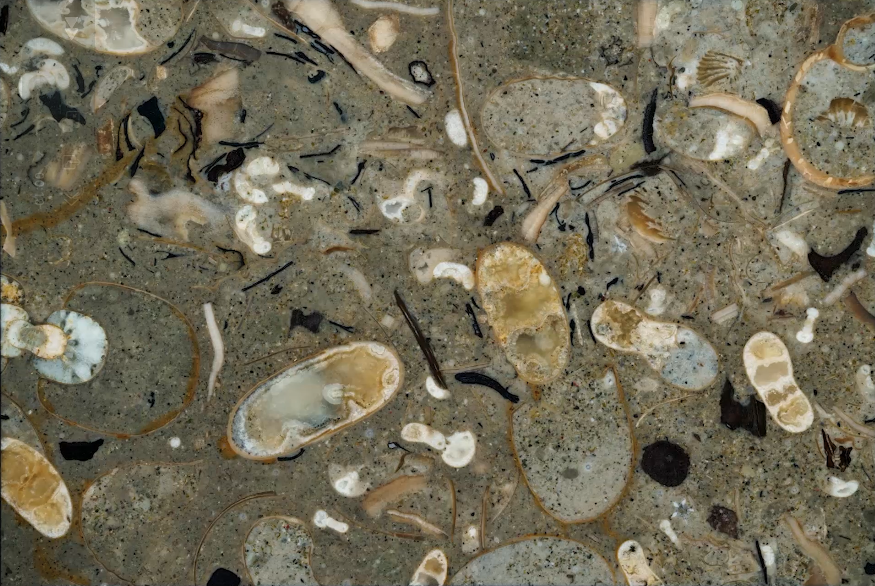 化石发现揭示,1亿年前古代鱿鱼主宰了海洋