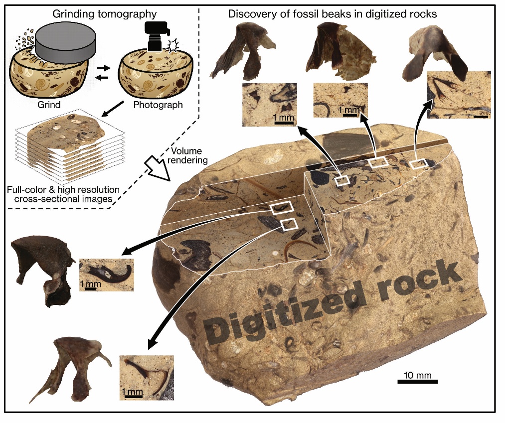 化石发现揭示,1亿年前古代鱿鱼主宰了海洋