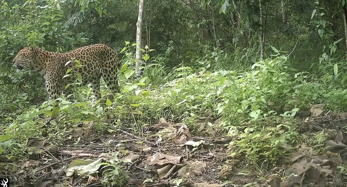 孟加拉国相机陷阱捕捉到难以捉摸且极度濒危的豹子