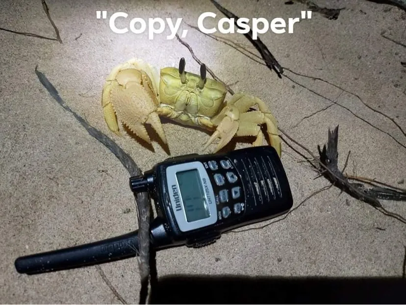 澳大利亚的鬼蟹将小海龟斩首