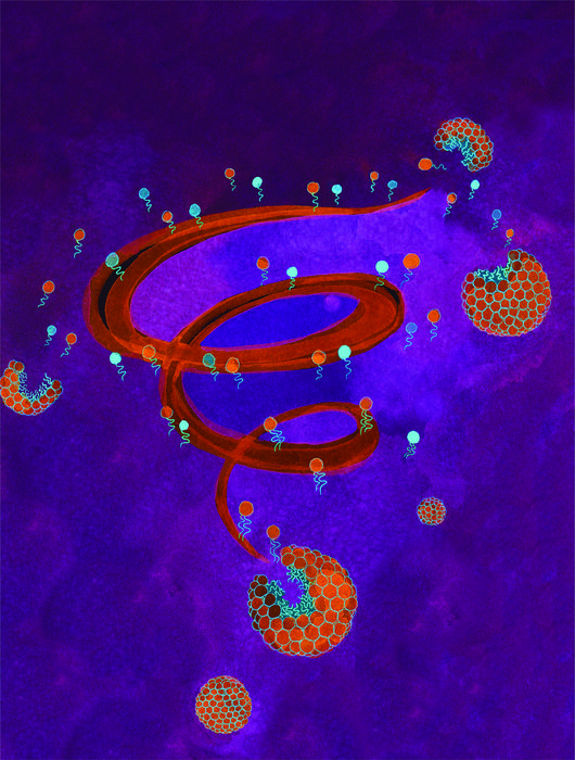关于生命的起源:代谢活动成功融入合成细胞膜