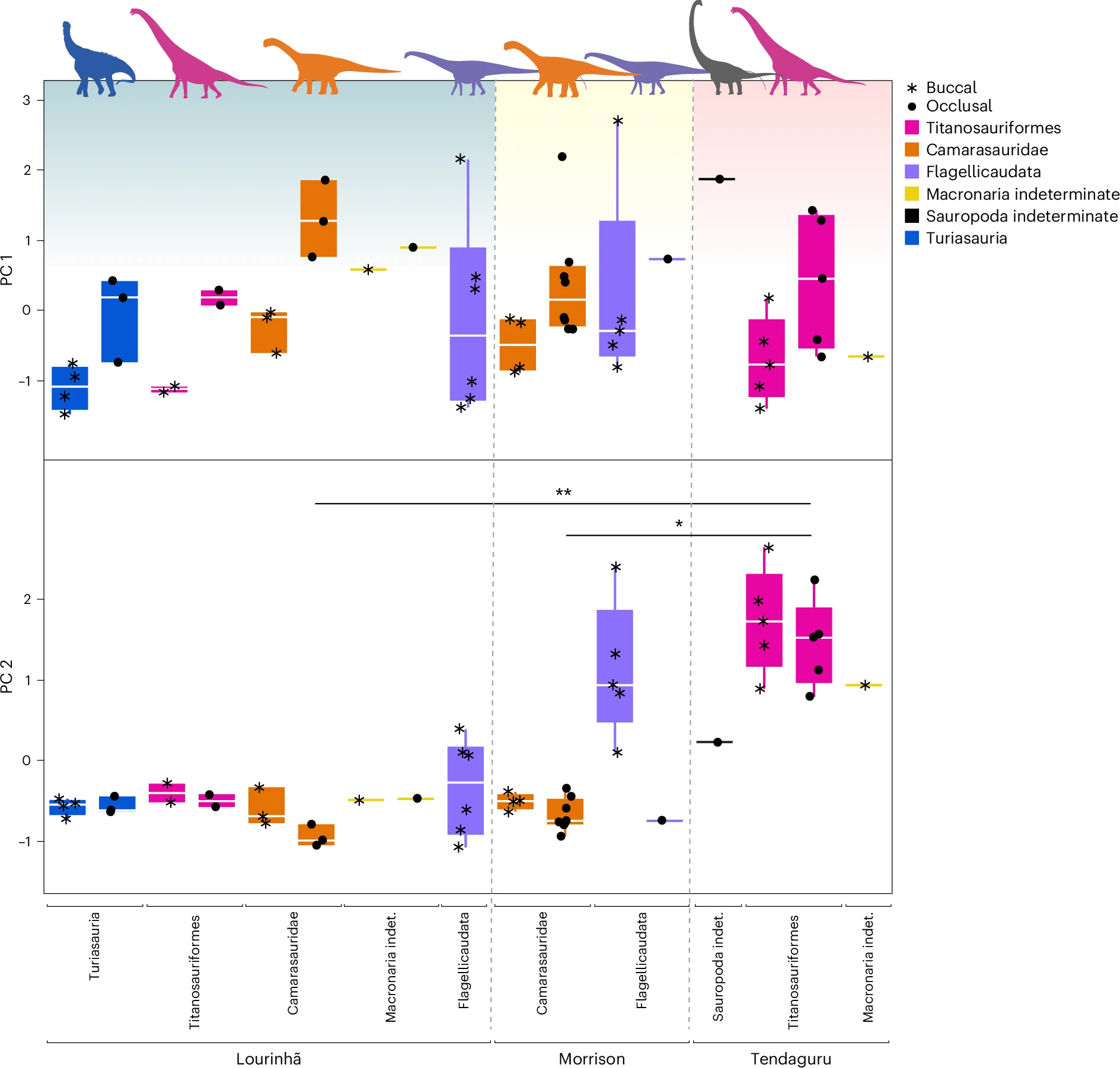 恐龙牙齿揭示了1.5亿年前的生命状况