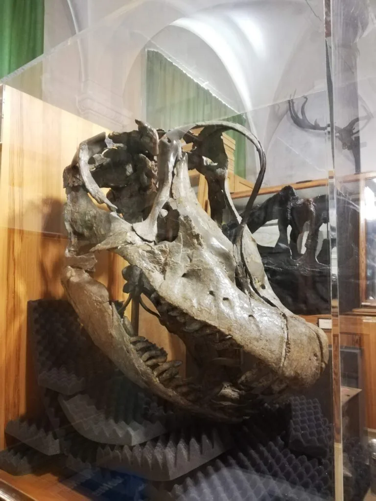 那次忘记的牙齿讲述了恐龙的故事