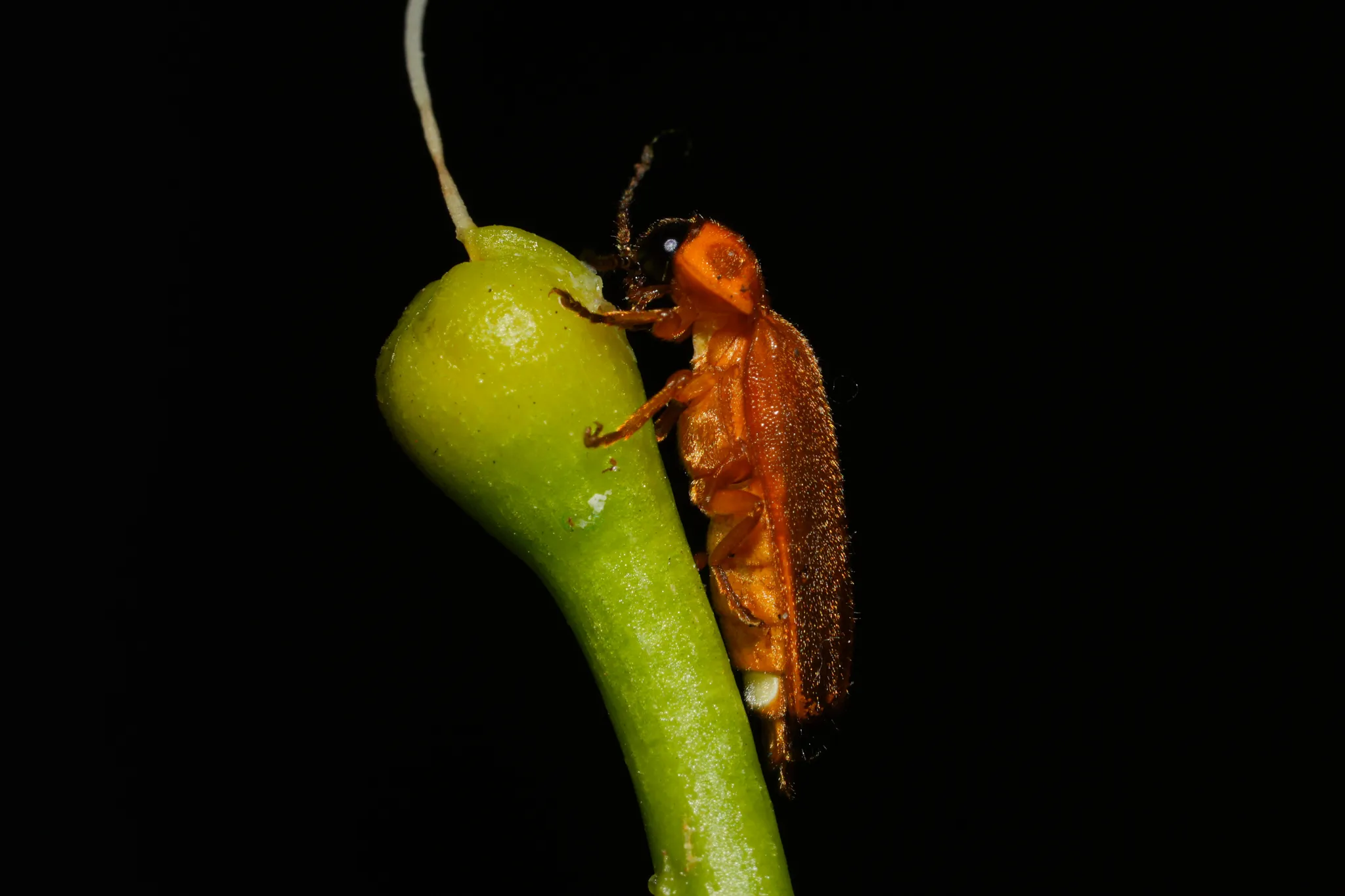 为什么今年夏天到处都是萤火虫